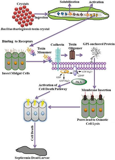 4 Action mechanism of Bt toxins against insects of Lepidoptera order... | Download Scientific ...