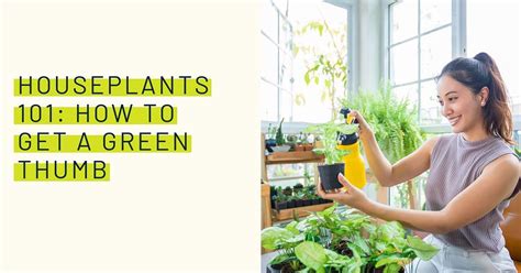 Houseplants 101: How to get a green thumb