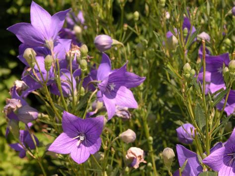 Top 15 Fall Blooming Flowers for a Perennial Garden