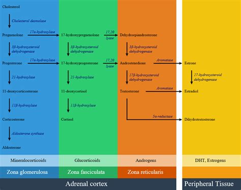 Congenital adrenal hyperplasia - wikidoc