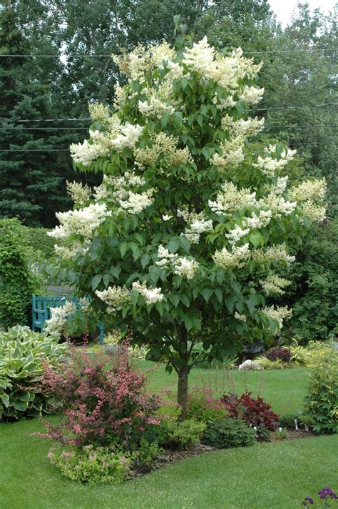 True Blue Butterfly Bush | Landscaping trees, Backyard landscaping ...