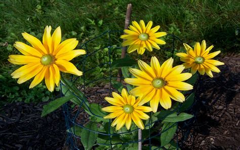 Rudbeckia Hirta 'prairie Sun' 06789 : Wallpapers13.com