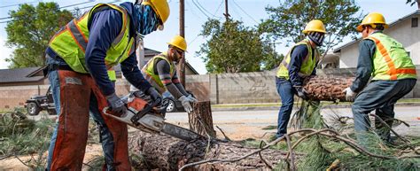 Urban Forestry Division | Bureau of Street Services