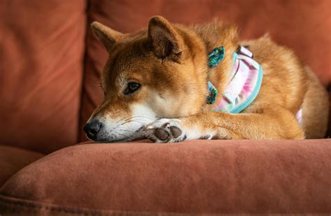 Essential Shiba Inu Grooming Tips for a Happy Healthy Pet