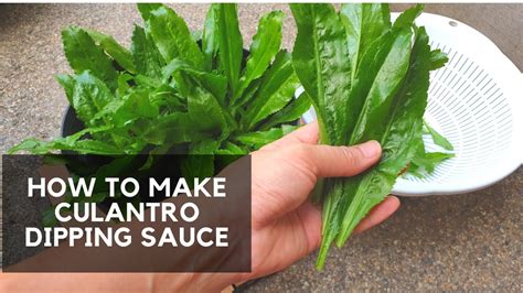 MAKING CULANTRO DIPPING SAUCE | Simple recipe from garden to kitchen ...