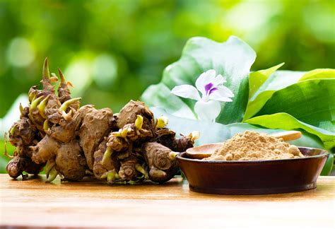 Anti-cancer effects discovered in Kencur ginger that could revolutionize treatment - Earth.com