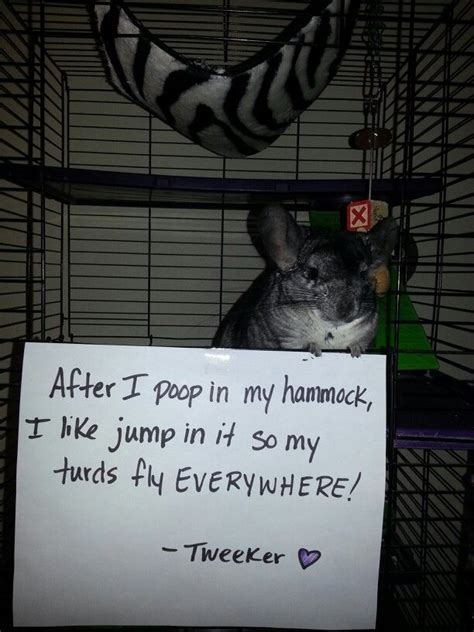 15 best Funny Chinchilla Stuff images on Pinterest | Animal humor, Children and Ideas