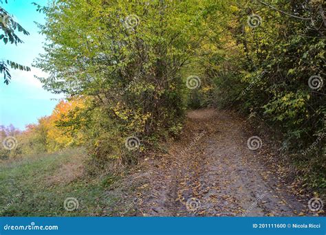 Dirt Path in a Grove in Autumn at Sunset Stock Photo - Image of environment, morning: 201111600