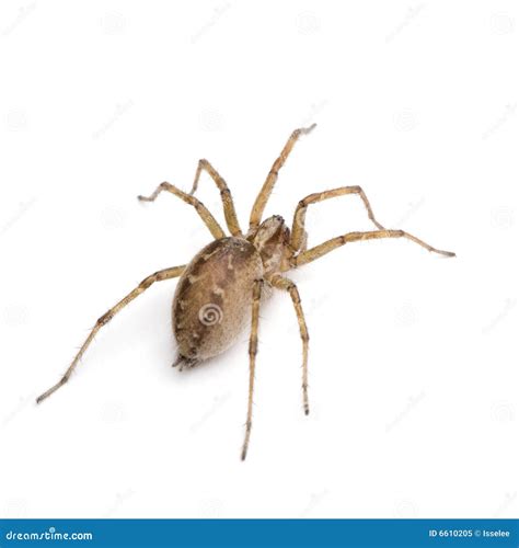 Barn Funnel Weaver Spider- Tegenaria Domestica Stock Image - Image of ...