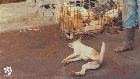 Dog Meat Trade | Dog Meat Free Indonesia