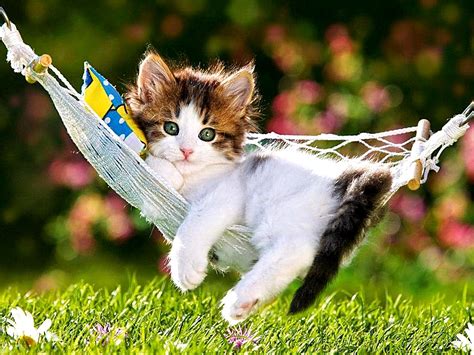 Cute Kittens Wallpapers For Desktop