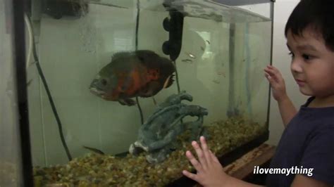 Feeding our Oscar Fish with some Feeders :-) - YouTube