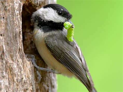 Ornithology Research