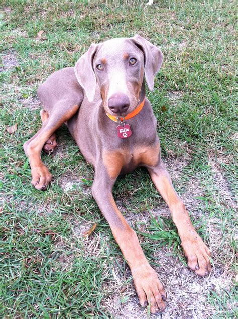 What Is A Fawn Doberman