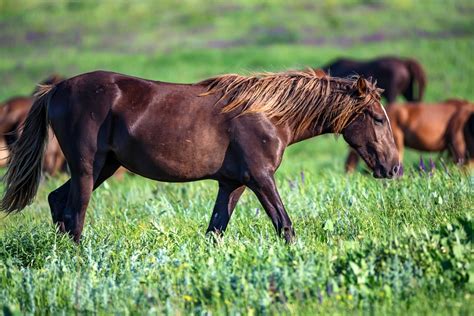 Horse Breeding Season Months - NexGen Pharmaceuticals