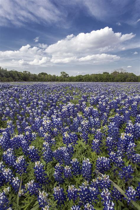 Bluebonnet Field — Jason Weingart Photography | Blue bonnets, Gardens ...