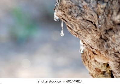 178 Mastika Tree Images, Stock Photos, 3D objects, & Vectors | Shutterstock