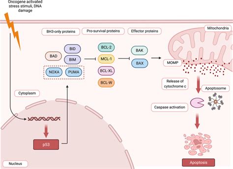 The intrinsic pathway of apoptotic cell death is controlled by the... | Download Scientific Diagram