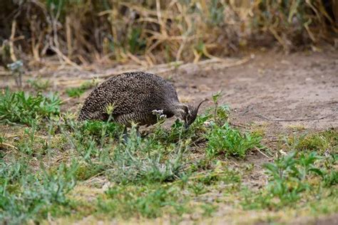 Do people eat tinamou? - Birdful