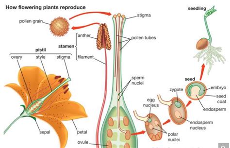 Difference Between Pollination And Fertilization In Flowering Plants ...