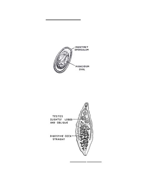 Figure 3-23. Stages of Dicrocoelium dendriticum. - Parasitology II