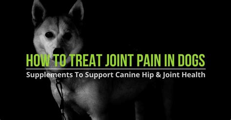 Dog Joint Supplements - How To Treat Joint Pain In Dogs