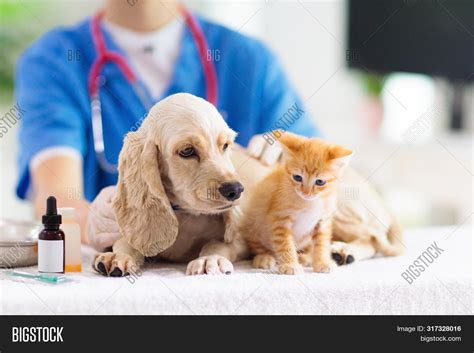 Vet Dog Cat. Puppy Image & Photo (Free Trial) | Bigstock