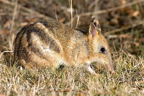 Bandicoot | Fun Facts You Need to Know!