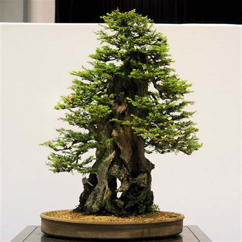 Redwood Bonsai & a Sense of Mystery | Bonsai Bark