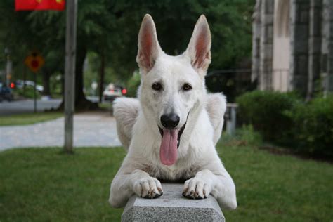 File:2008-06-26 White German Shepherd Dog Posing 3.jpg - Wikipedia, the free encyclopedia