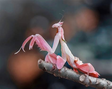 Orchid Mantis - Earth.com Orchid Mantis