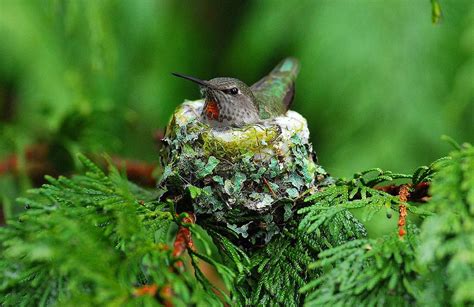 Anna's Hummingbird on nest. | Annas hummingbird, Birds, Hummingbird