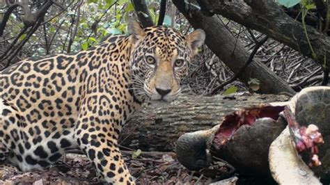 Jaguar Animal Hunting