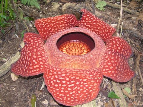 My journey to the dragons: Rafflesia arnoldii