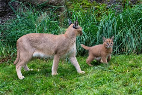 What's a caracal kitten? Cute | KVAL