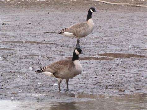 LESSER CANADA GOOSE | The small goose in front made think it… | Flickr ...