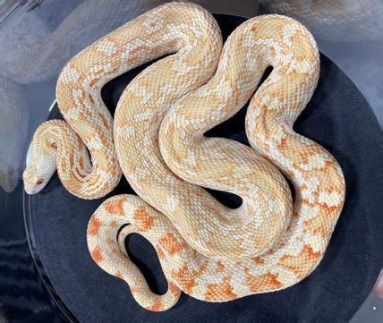 Albino Christmas Mountain Sonoran Gopher Snake by Summer's Snakes ...