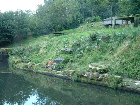 Tiger Enclosure - Belfast 2006 - ZooChat