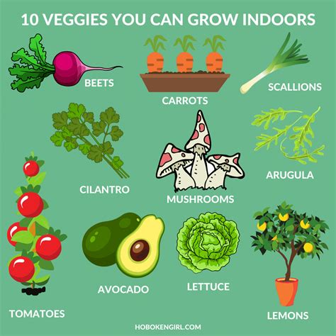 What Vegetables Can Beginners Grow Indoors? - My First Sprout