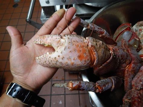 Coconut Crab: The Massive Bird-Eating Crustacean Of The Indo-Pacific