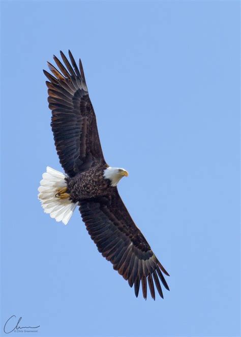 Bald Eagle wingspan by Chris Greenwood