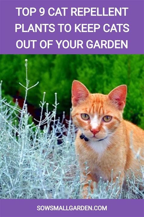 Top 9 Cat Repellent Plants to Keep Cats Out of Your Garden • Sow Small ...