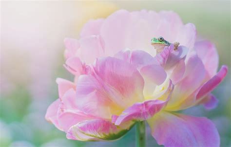 Pink Frog Wallpapers - Top Free Pink Frog Backgrounds - WallpaperAccess