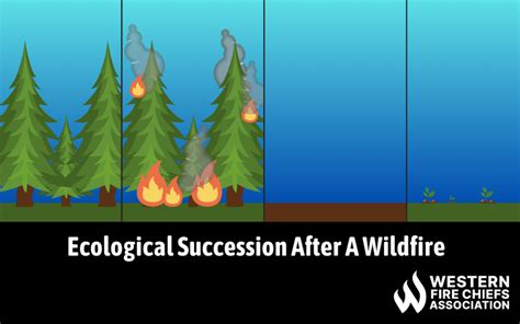 Ecological Succession After a Forest Fire | WFCA