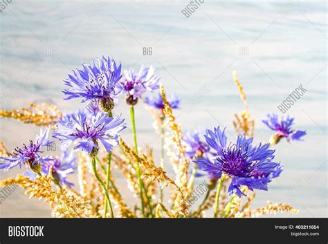 Blue Cornflower , Image & Photo (Free Trial) | Bigstock