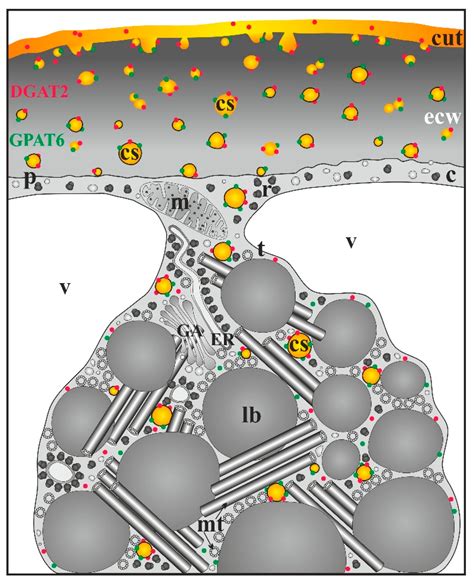 Cells | Free Full-Text | The Role of Cutinsomes in Plant Cuticle Formation