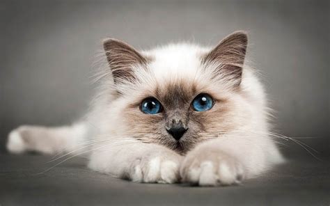 Birman cat | DinoAnimals.com