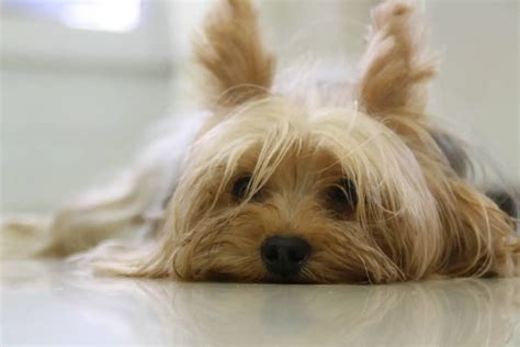 Yorkie Training - Tips on How to Train a Yorkie Effectively