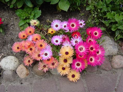 South African Ice Plant 'Magic Carpet' Dorotheanthus bellidiformis - 50 Seeds