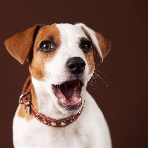 Surprised dog stock photo. Image of emotion, mouth, teeth - 61193540